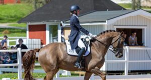 Successful SWB horses in dressage/para-dressage