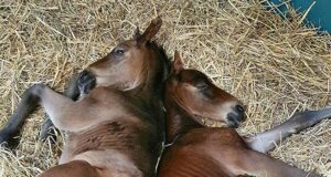 Diamant de Semilly: Proof that twins can be a blessing!