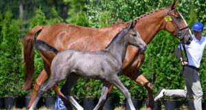 Zangersheide Netherlands foal champions