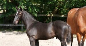 The history-rich damline of Daryus van het Poeleind