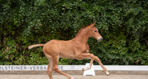 Holsteiner character, charisma, and class during Falsterbo Horse Show: July 13
