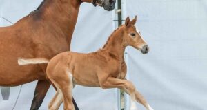 From Westfalia to the world: Upcoming foal auction