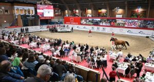 Danish Warmblood KRAFFT Elite Mare Show 2024