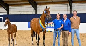 Zangersheide 2024 Foal Championship: the Netherlands