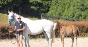 New Zealand Warmblood Association – top foals of 2024