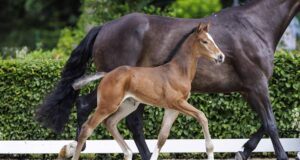A Holsteiner promise for the future: Top genetics foal auction