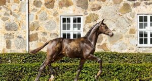 Beautifully curated collection for 2024 SWB Elite Foal Auction