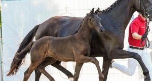 Fair Deal and Emilion offspring top prices at online auction