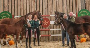 New stallion makes his mark at Alberta Breeders’ Show