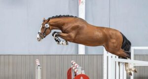 Westfalian World Champion, and end-of-year licensing