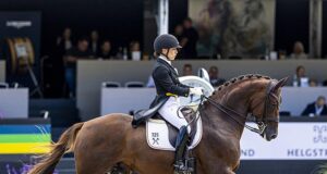 Ermelo presents talented young dressage horses for WBCYH