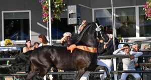KFPS Central Mare Inspection: New Friesian ‘queen’ Roelien