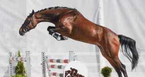 Cornet Obolensky offspring continue to generate desire