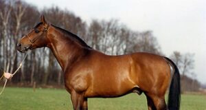Dutch dressage breeding history: How did it all start?
