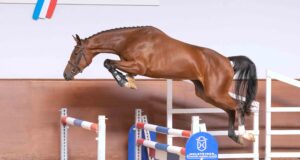 Holsteiner happiness: Elite Riding Horse Auction – October 26