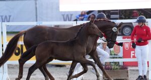 Dynamic results for three-day Westfalian Handorf Festival