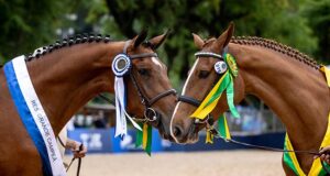 Celebrating genetic excellence: XIX National BH Festival, 2024