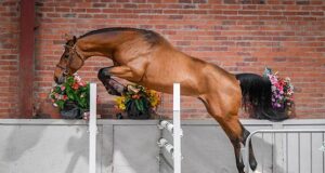 AES autumn stallion gradings: Key part of annual calendar