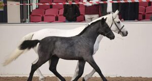 Conclusion of Horse Sport Ireland 2024 foal championship