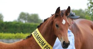 The year’s best New Zealand Hanoverians and Reinlanders