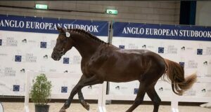 AES stallion inspection: A day full of highlights