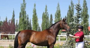 Aide-mémoires from Canadian Warmblood breeding shed