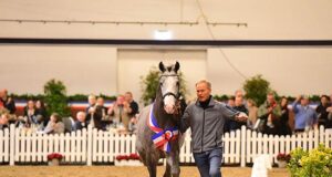 Holstein stallion licensing: Top age group exceptional