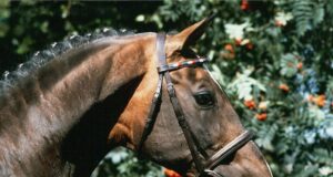 Holsteiner opens its genetic treasure chest…