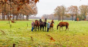 KWPN Breeder of the Year: The Bosch family