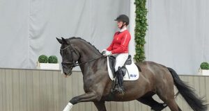 Westfalian Studbook opens their 2025 auction year with a ‘Secret’!