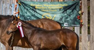 Canadian Warmblood Stallion Service Auction 2025