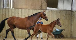 Celebrating AES success at British Breeding Futurity