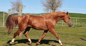 Baloubet de Braembeier Z: Euro Sport NZ’s new WOW factor!