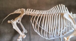Back pathologies in sport horses, and what we should do?