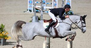 Emerging Irish Sport Horses with an eye on the future