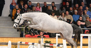 La Vie son celebrated with Oldenburg champion stallion title