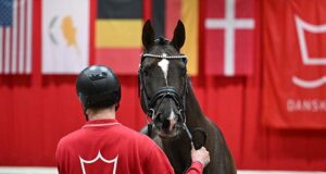 Stallion licensing and more from Danish Warmblood in Herning