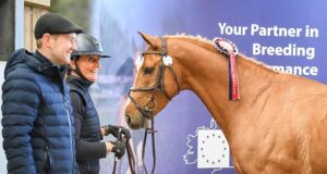 AES welcomes new stallions during spring gradings