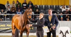 Weltmeyer and Stakkato awards: Five young stallions honoured