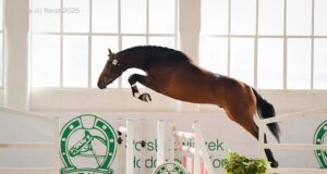 PZHK qualification of young riding and harness stallions