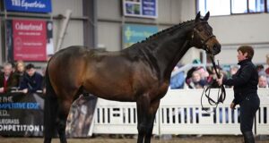 New Thoroughbred sire Jack the Robin xx available in Germany