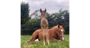 New Zealand’s Young Dressage Horse Championships