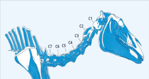 A hurting neck: Diagnosing and treating cervical issues