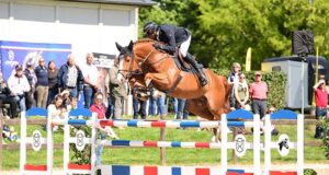 Young Holsteiner Verband stallions exceed expectations