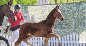 Escamillo daughter price topper at Westfalian online auction