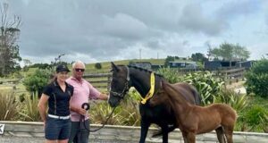 Inspection tour reports clear progress in New Zealand foals
