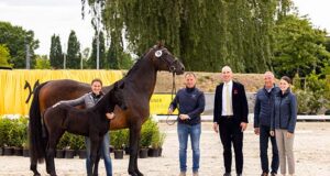 YoungSTARS Verden Auction Onlive under the open sky