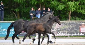 DSP ‘Berlin Air’ auction top price for energetic son of Escamero