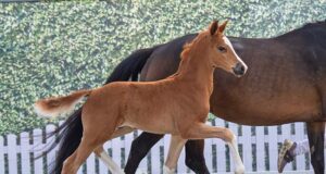 Fanegro son fetches top price during Westfalian foal auction