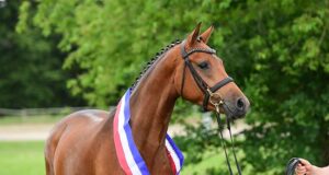 Holsteiner Horse Days attracts enthusiastic audience